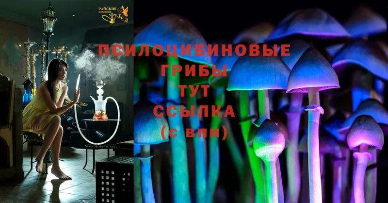 Галлюциногенные грибы Cubensis Кондрово